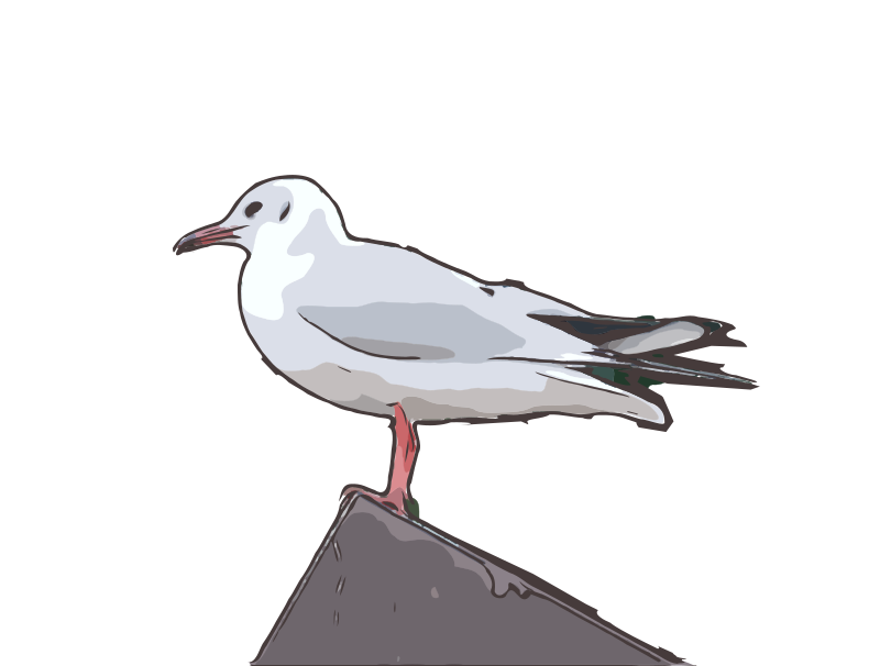 Seagull standing