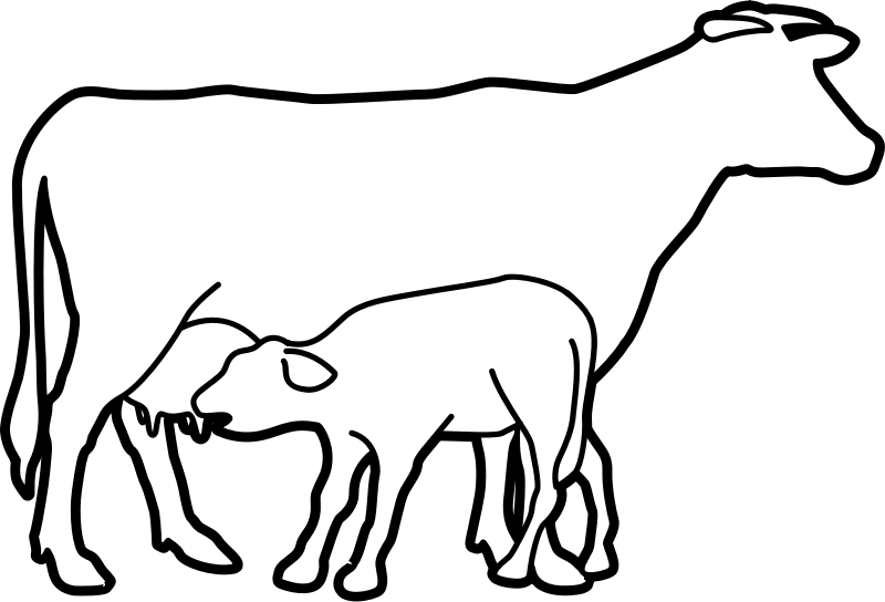 calf black and white clipart