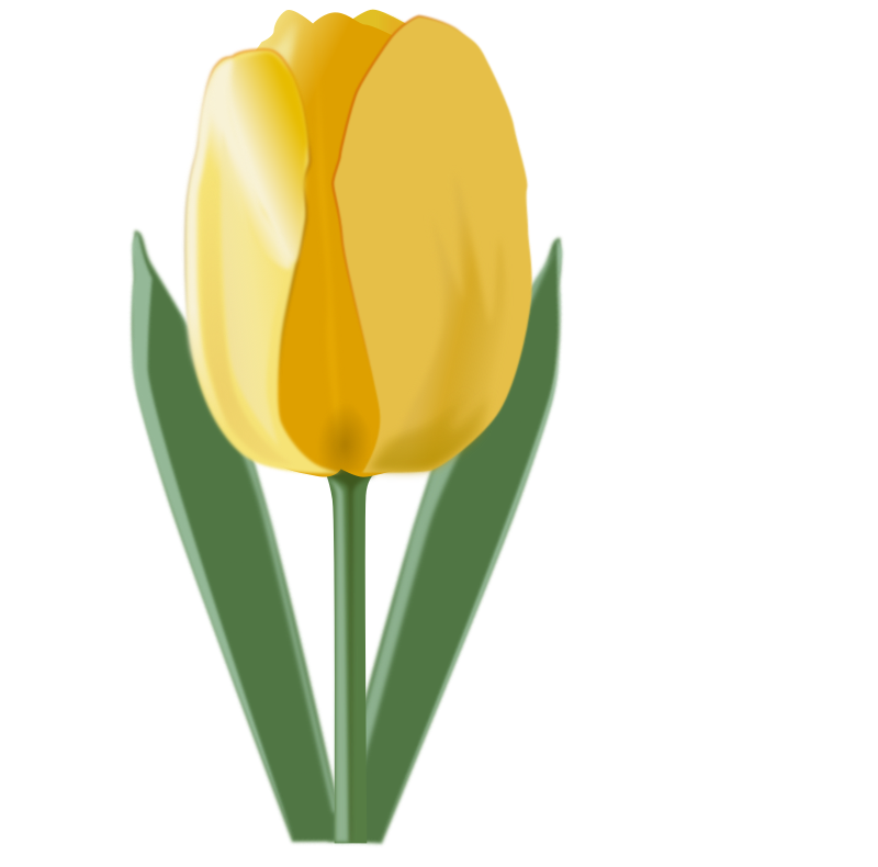 Tulip