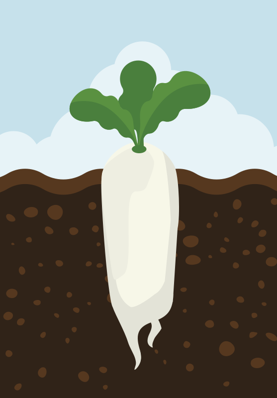 Cartoon Daikon Radish