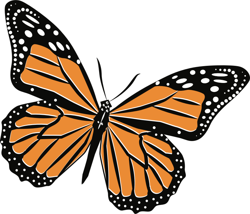 Monarch Butterfly