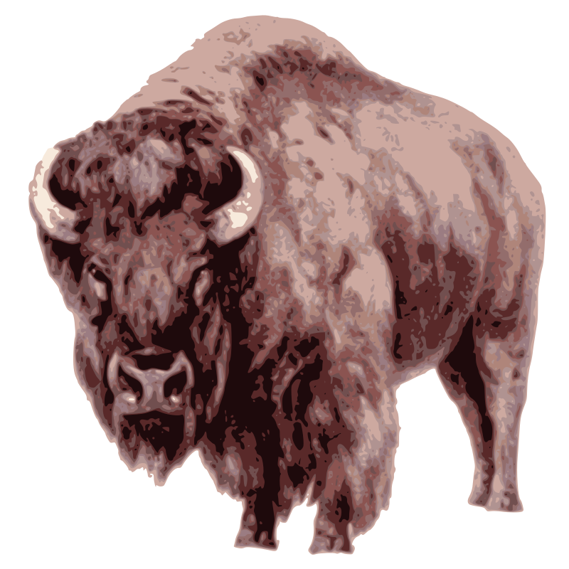 American Bison