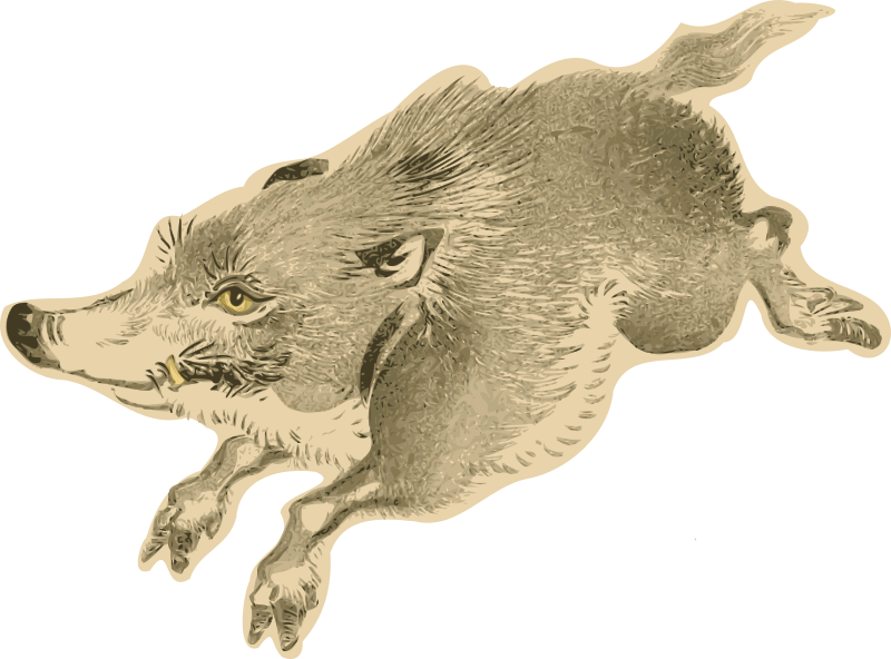 Boar