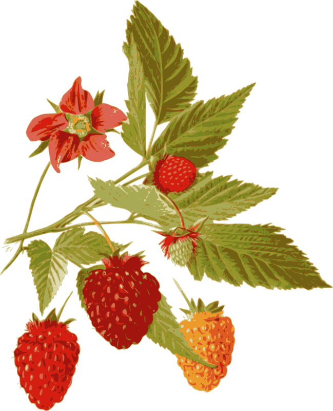 Salmonberry