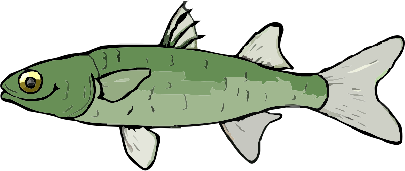 A Mullet Fish