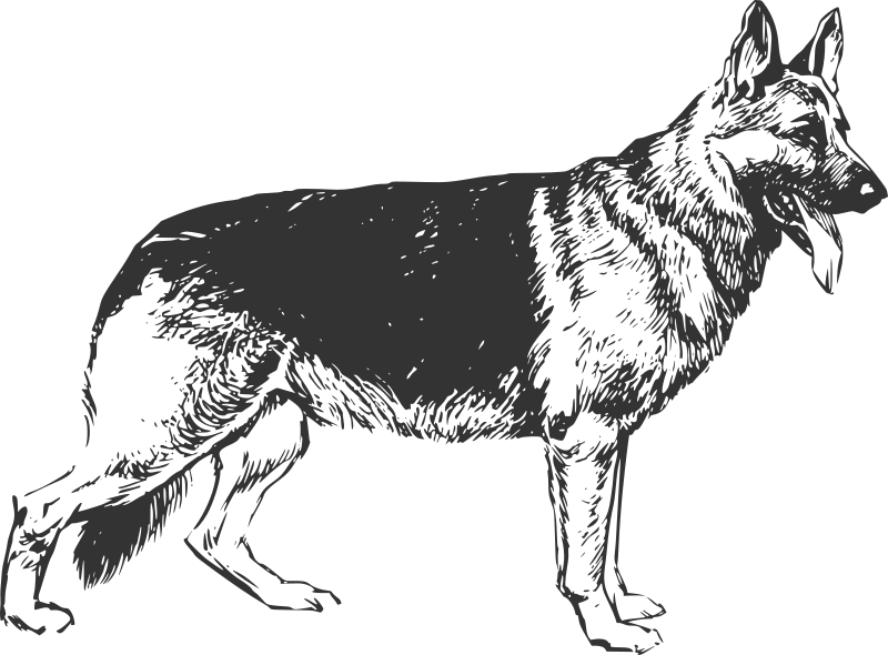 Line art German shepherd