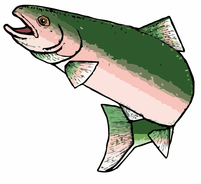 A rainbow trout