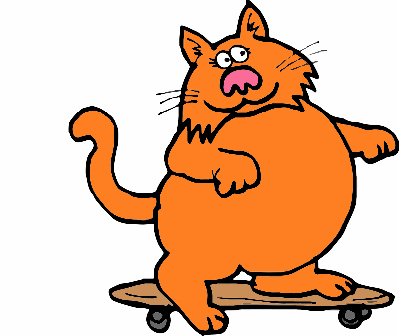Cat on a skate board