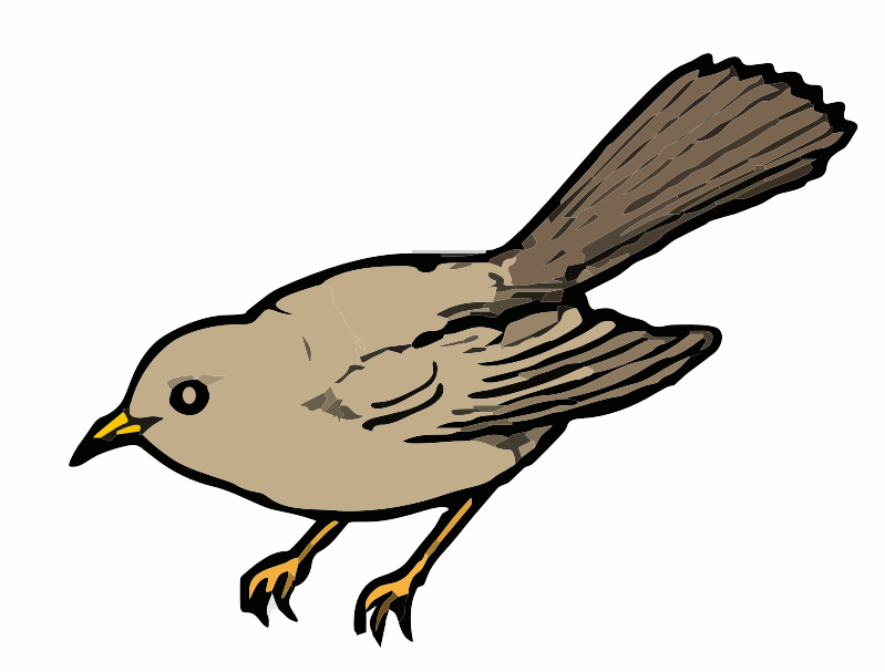 A brown bird