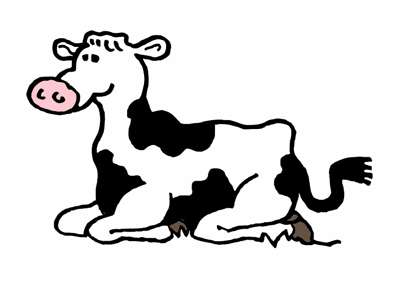 A black and white cow