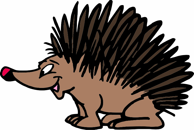 A hedgehog