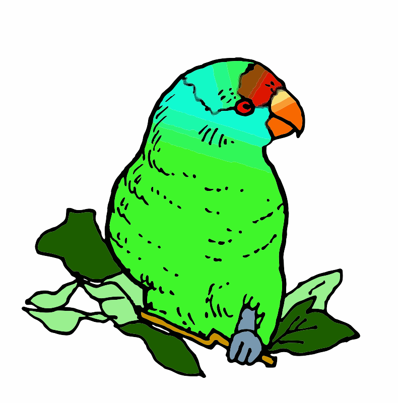 A Parakeet bIrd from Australia
