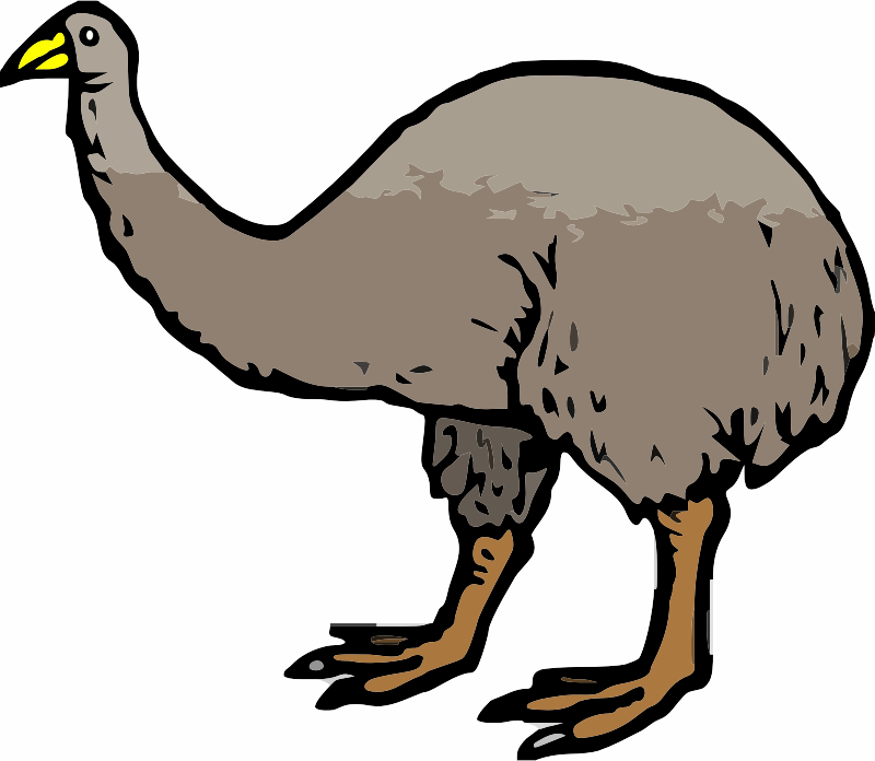 A brown Moa Bird