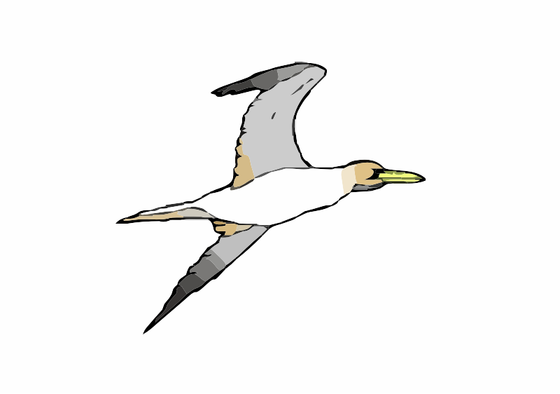 A Gannet