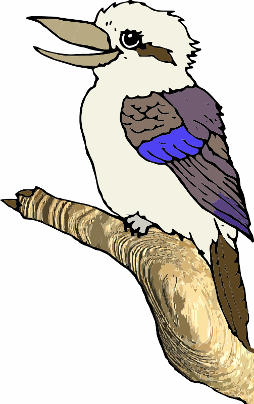 A Kookaburra Bird