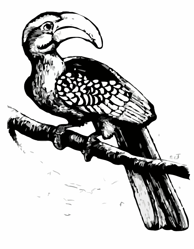 A Hornbill