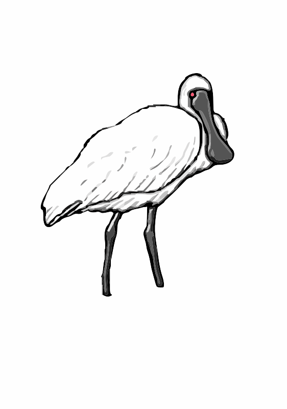 A Spoonbill water bird