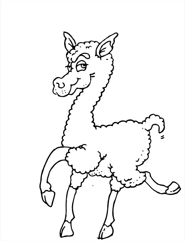 An Alpaca