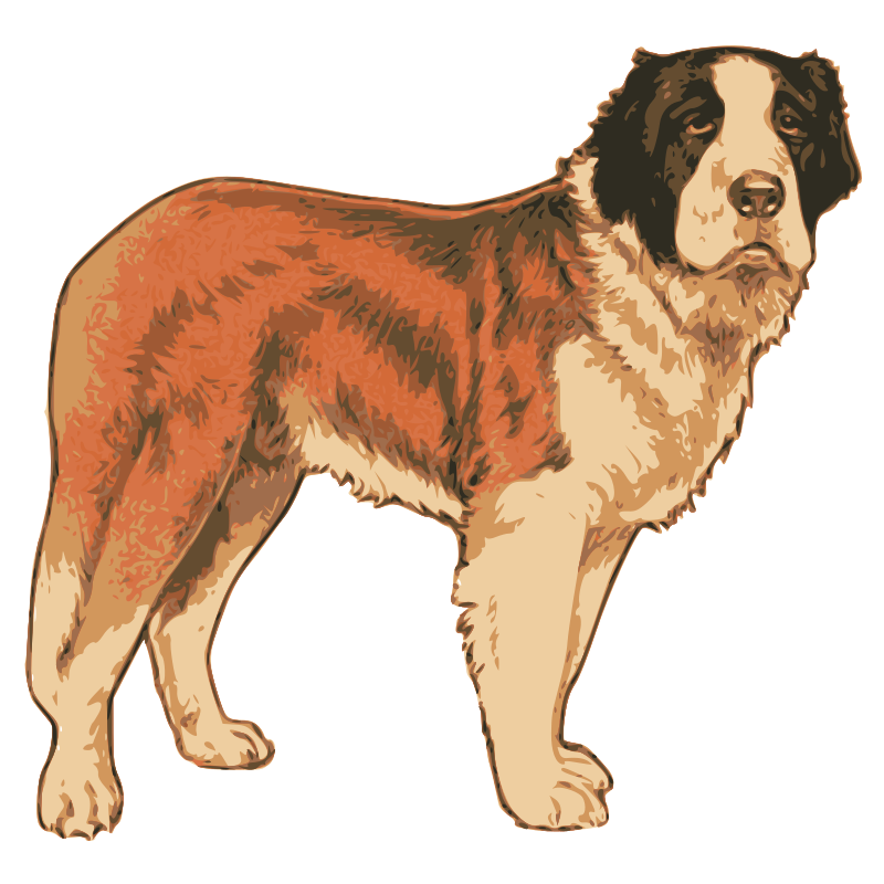 St Bernard Dog