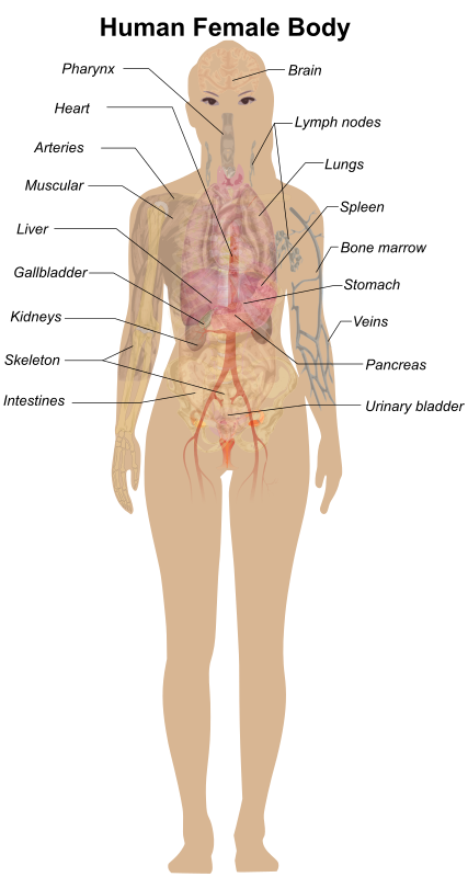 Female Body Diagram - Openclipart