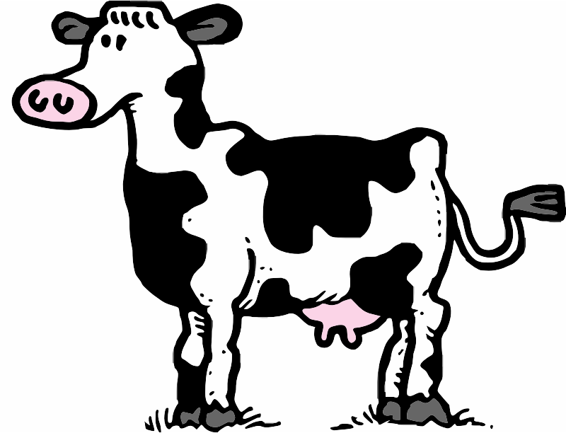 A Friesian Cow standing
