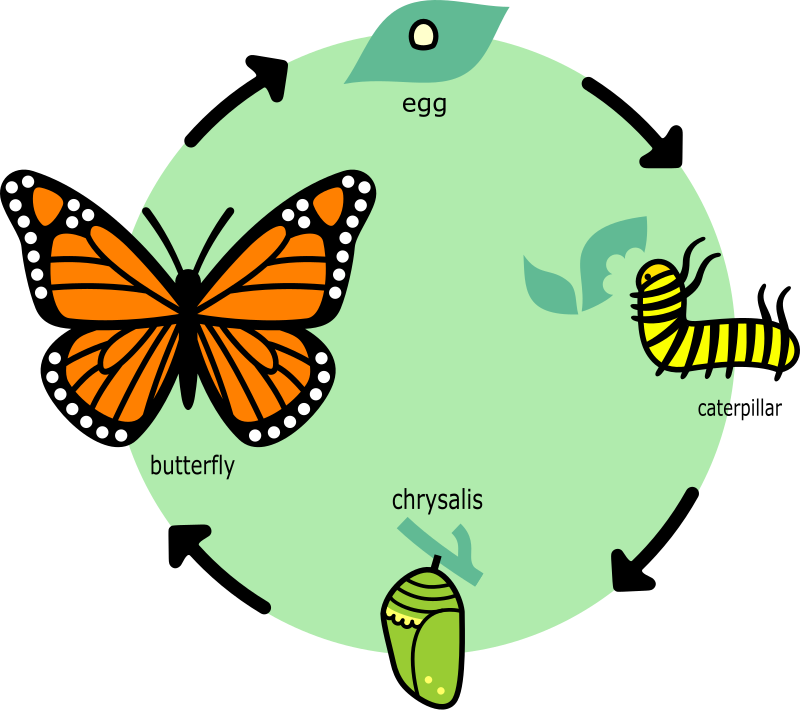 Butterfly's Life Cycle - English - Openclipart