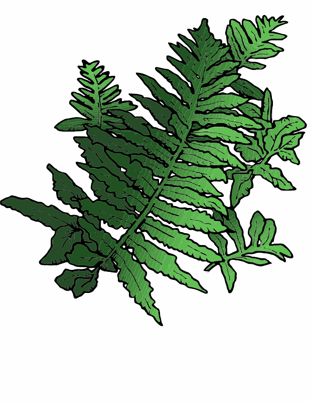 Fern leaves