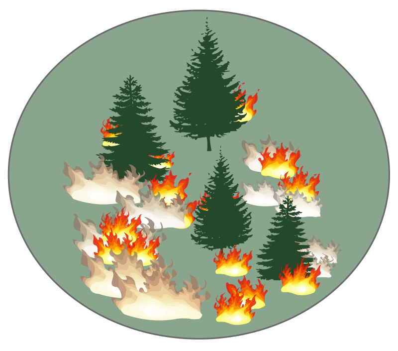 Forest Fire