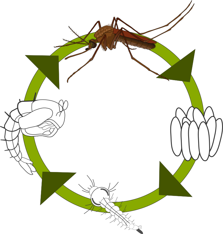 Life cycle of the mosquito