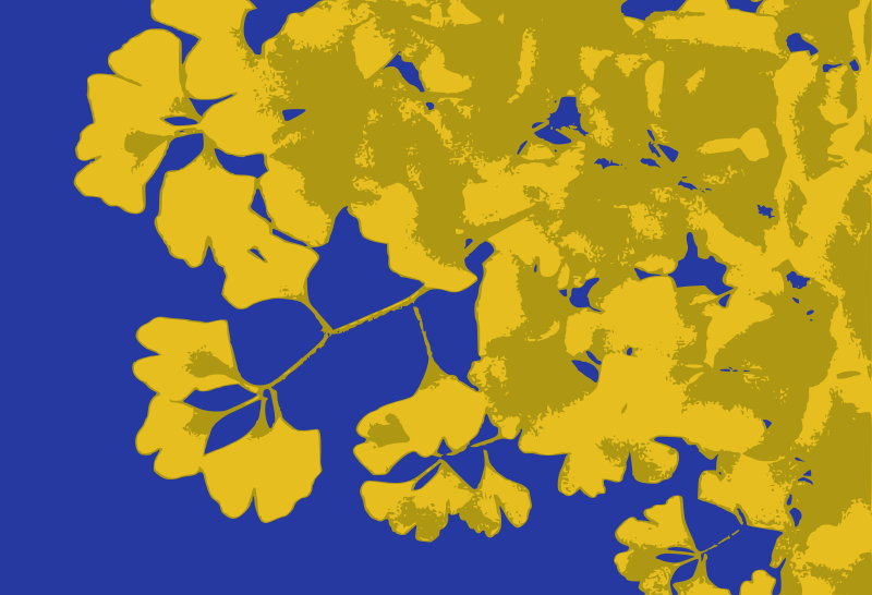 Gingko Leaves