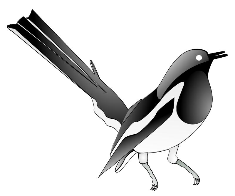 Oriental Magpie Robin