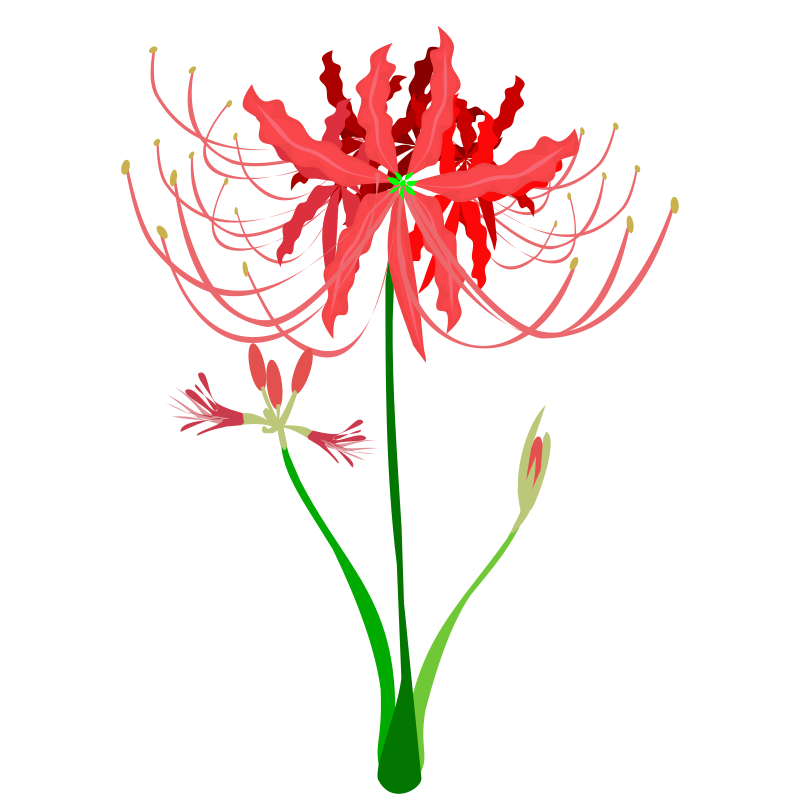 Red Spider Lily - Openclipart