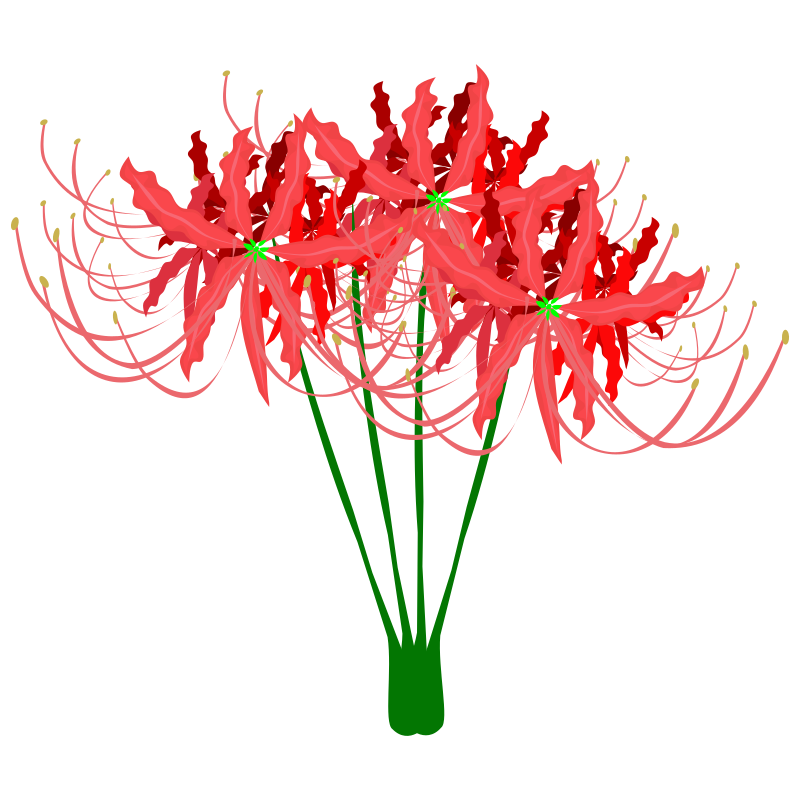 red-spider-lily-openclipart