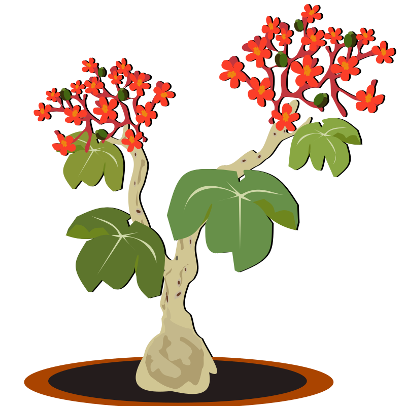 Jatropha