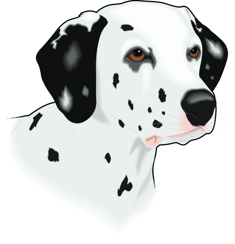 dalmatian head