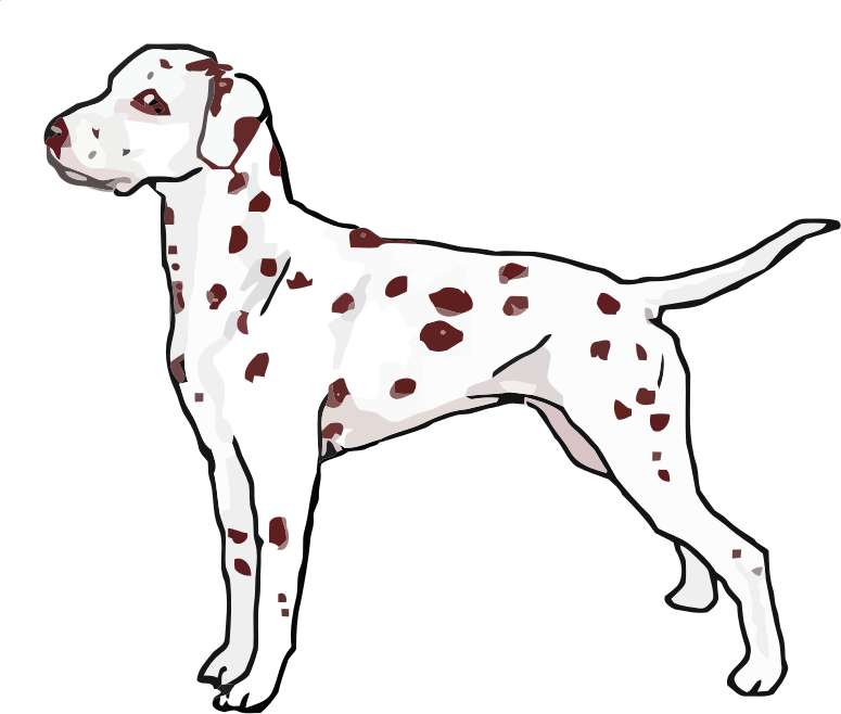 liver dalmatian standing