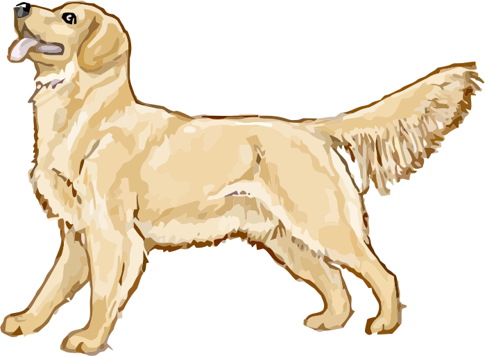 golden retriever