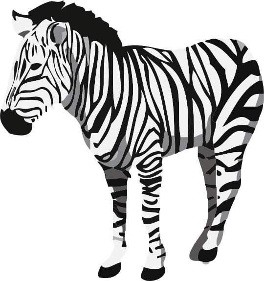 zebra