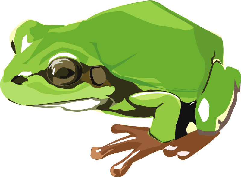 tree frog