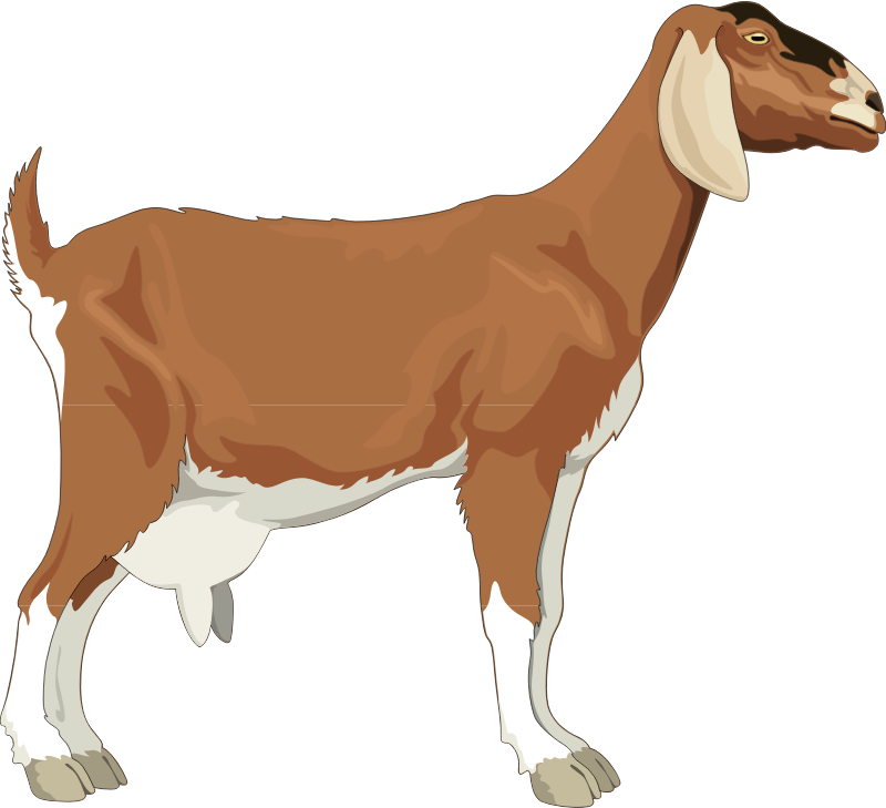 dairy goat