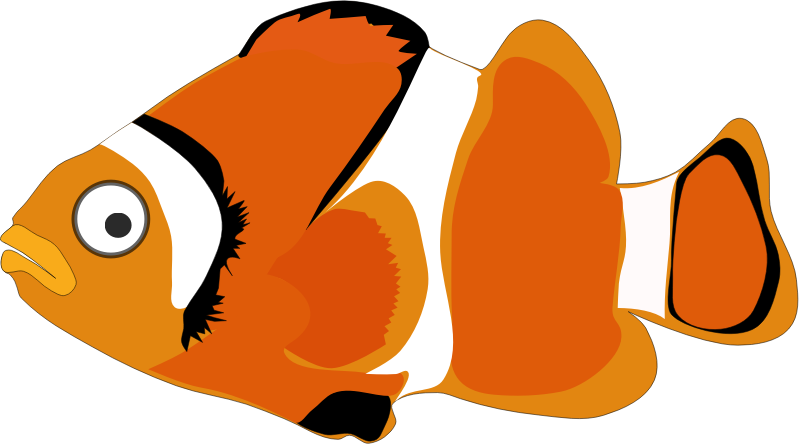 clownfish