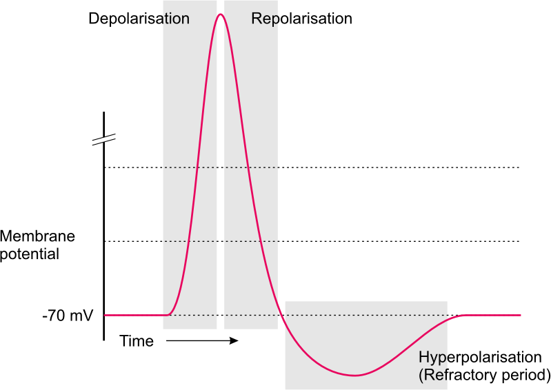 Action potential