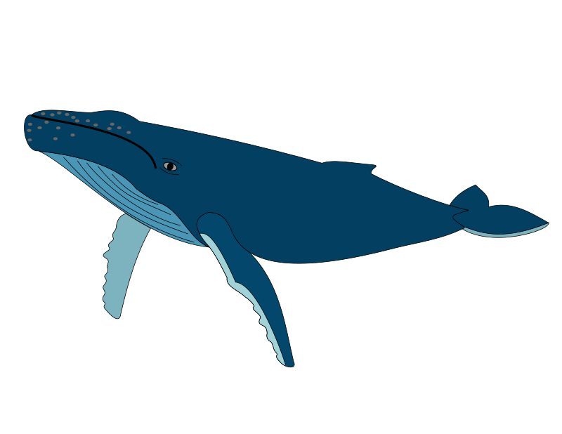 Humpback Whale