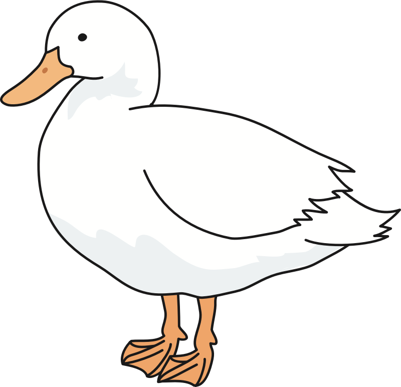 Duck