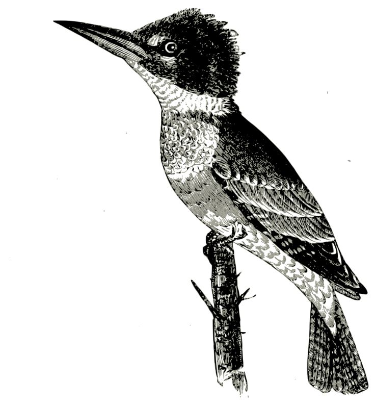 Kingfisher - Openclipart