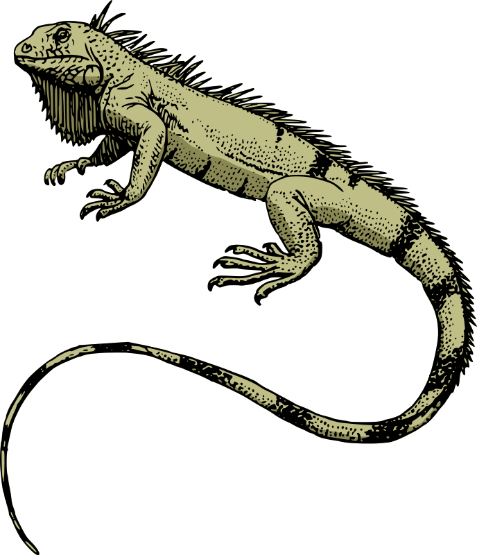 Iguana