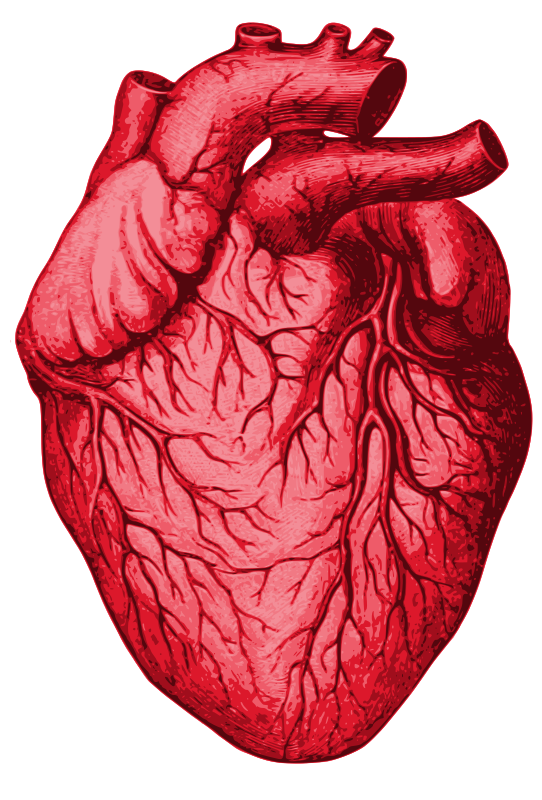 Biological Human Heart Openclipart