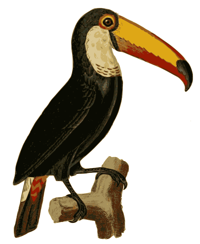 Toucan