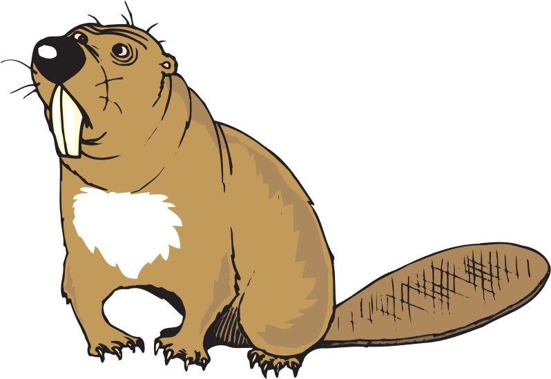 Beaver (#4)