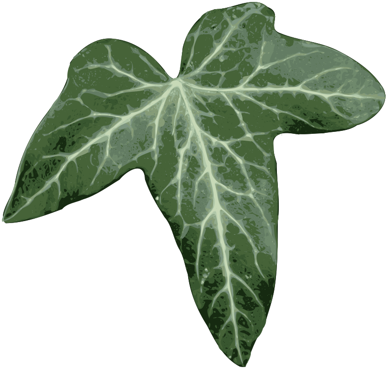 Ivy leaf